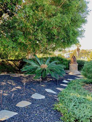 Beautifully thinned ficus tree that had literally tons of  dead wood removed.