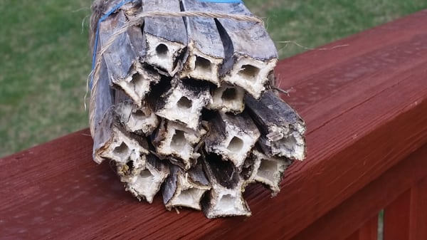 Made a home for native  mason bees out of plant stems.Will see if they use it this season.