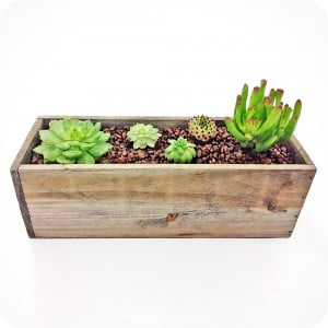 the rustic woodland box with succulents