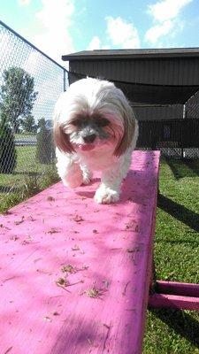 Playing on the agility equipment