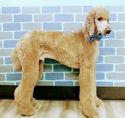 Standard Poodle