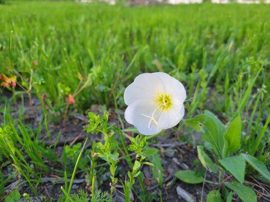 Wildflowers continue on for months, starting with bluebonnets and continuing through the summer.