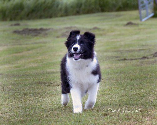 Border collie pup Corri, now a champion with agility, rally & obedience titles