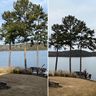 Pruned these three pines to improve the view.