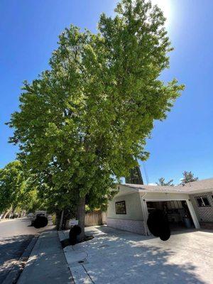 California Roots Tree & Landscape