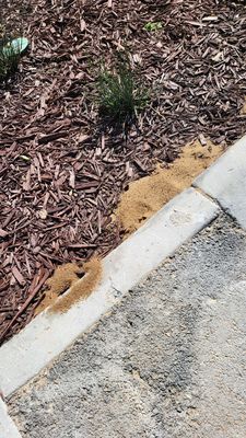 Fire ants burrowed out just outside the driveway of a new construction home. Matt worked his magic so it'll be gone the next day.