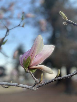 De Anza Park