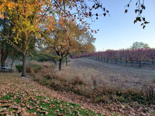 Vineyard views