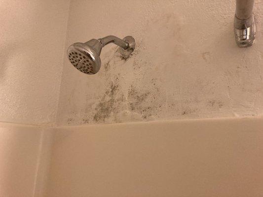 MOLD! Because bad managers hire horrible, lazy employees!