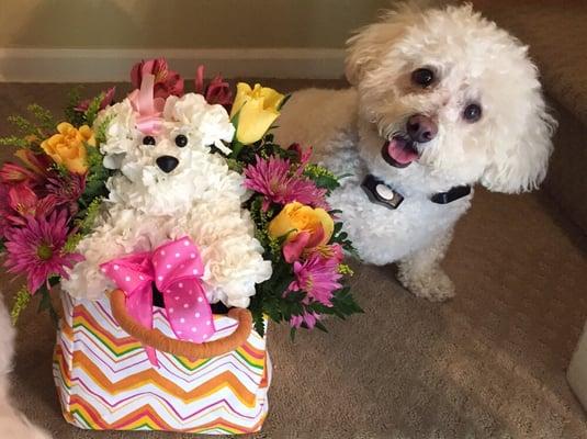 Doggie gift basket that was created to look like my Bichon