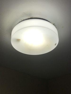 Dead bugs in the light fixture