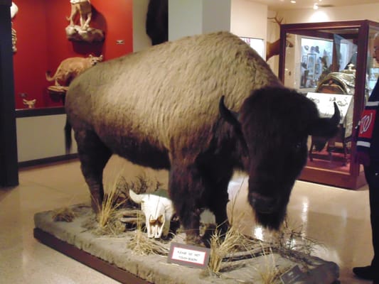 Mounted Bison.  It was a little smaller than I expected!