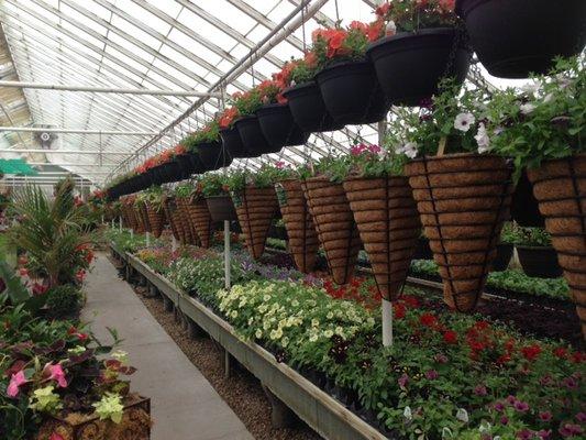 Annual flowers in our greenhouse