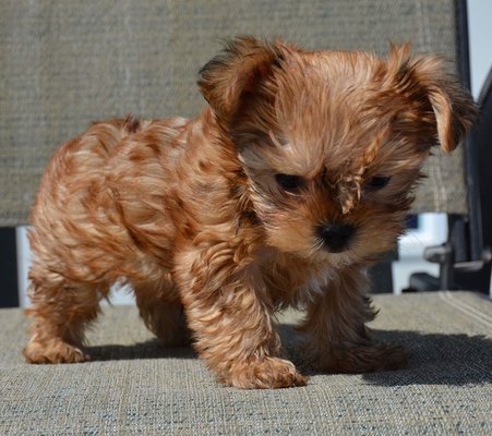 Alley Yorkies