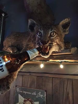 Drunk Bobcat!