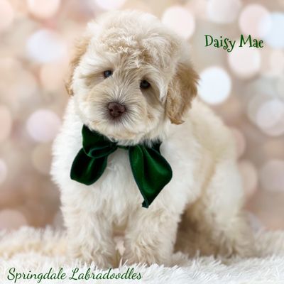 Springdale Labradoodles Australian Labradoodle Puppy