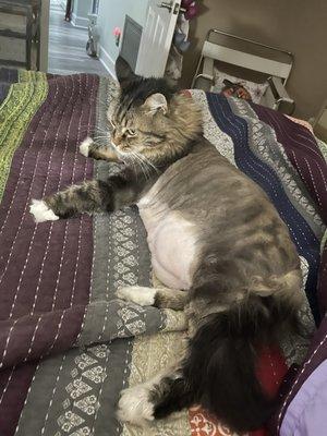 Kismet relaxing on our bed at night.