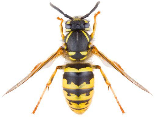 The District offers yellowjacket nest treatment/removal.  Once you know where the entrance of the nest is, call us at 650-344-8592.