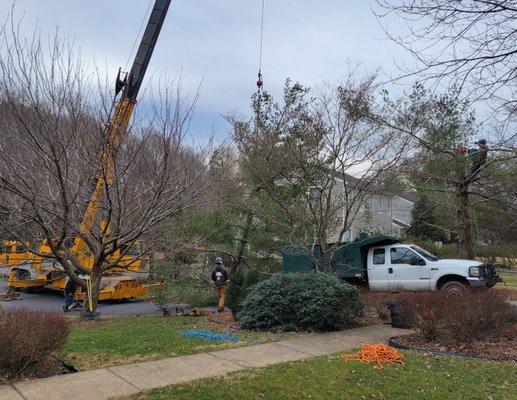 Ross and crew (and 40 ton boom truck) taking down large white pines.