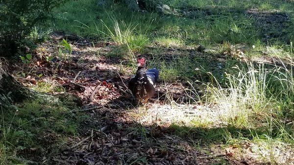 Muscovy Duck #2