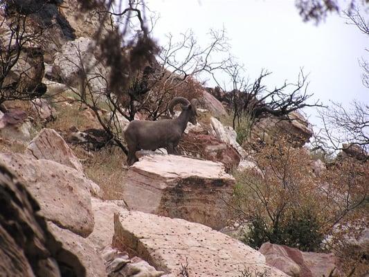 This was the first time I saw a bighorn while hiking at Red Rock.