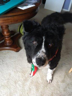 My dog after a bath and nail trim at Muddy Paws!!!