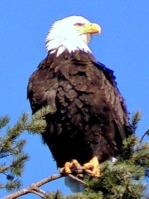 Eagle neighbor