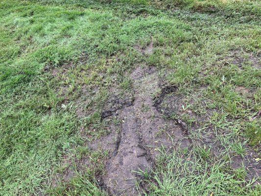 Lawn damage from mower wheels caused by mowing in rain.