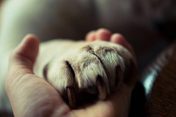 Thanks for putting your pet's paws in our hands....