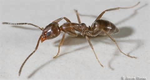 Argentine Ants are our most common type of ant and must be controlled outside as well as inside your house...