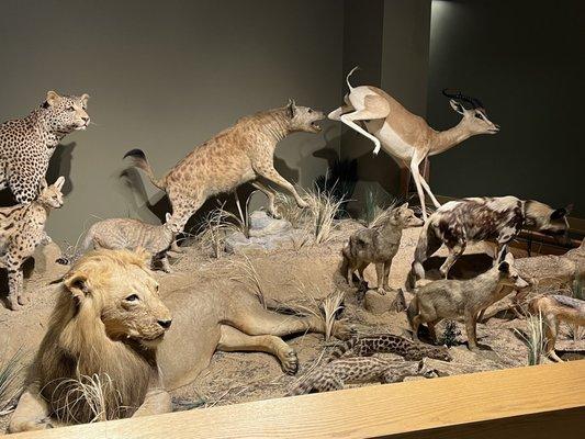 Oakes Museum of Natural History