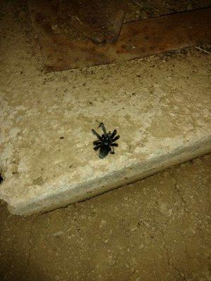 Small tarantula