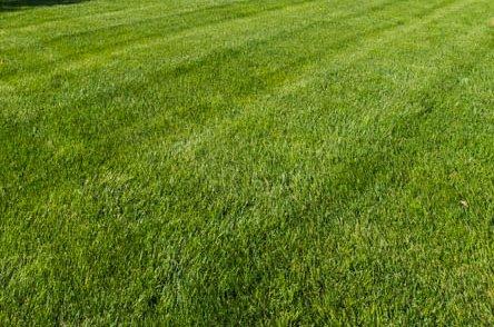 Lush green carpet