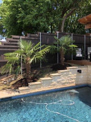 Windmill palms around pool