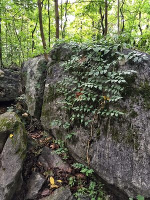 Rumbling Bald State Park