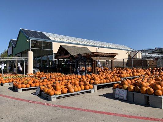 Pumpkin time!