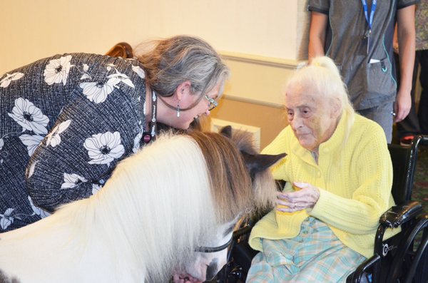 Pet therapy includes mini horses too!