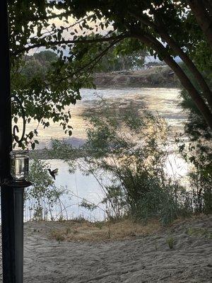 While sitting watching the sunset the hummingbirds are feeding under the mulberry tree