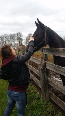 petting a beautiful horses!