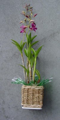 Dendrobium potted plants