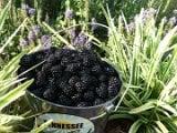 Blackberries!