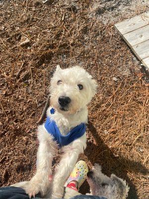 Before his groom