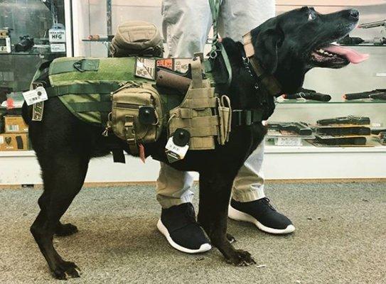 K9 tactical gear and accessories!