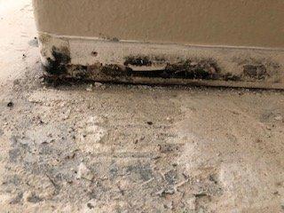 Mold growth on base of wall due to flooding.