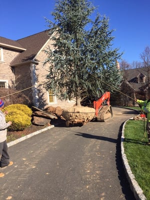 Large tree transplanting