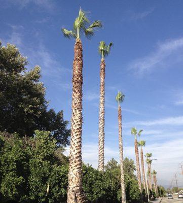 Palm tree trimming!