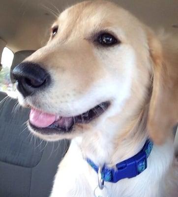 Happy Dog heading to daycare! Smiles