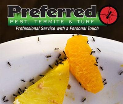 Pests can ruin any picnic, call preferred pest termite and turf