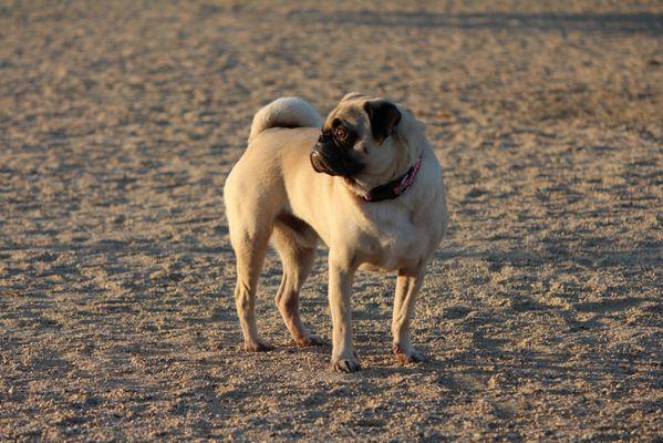 Orange Dog Park