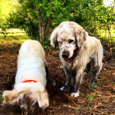 The two lovely dogs are hunting for rabbits.